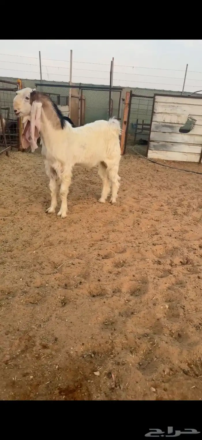 تيس مشروع فحل نادررر 0