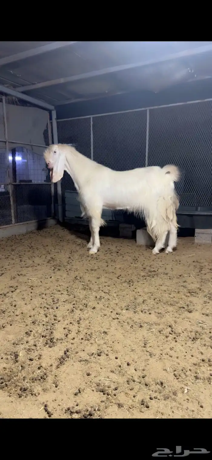 فحل مطور خصم نادر اجم 3