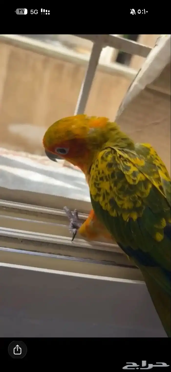 فرخ صن كنيور 3