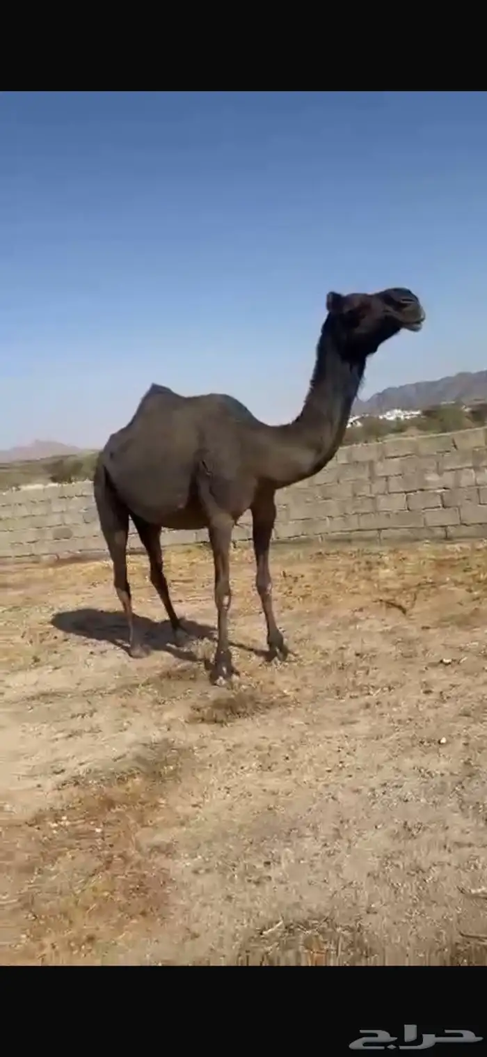 لقحه مجاهيم 0