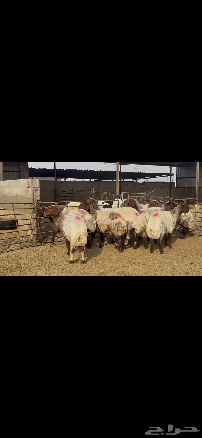 غنم نعيم خصم الخصم . 1