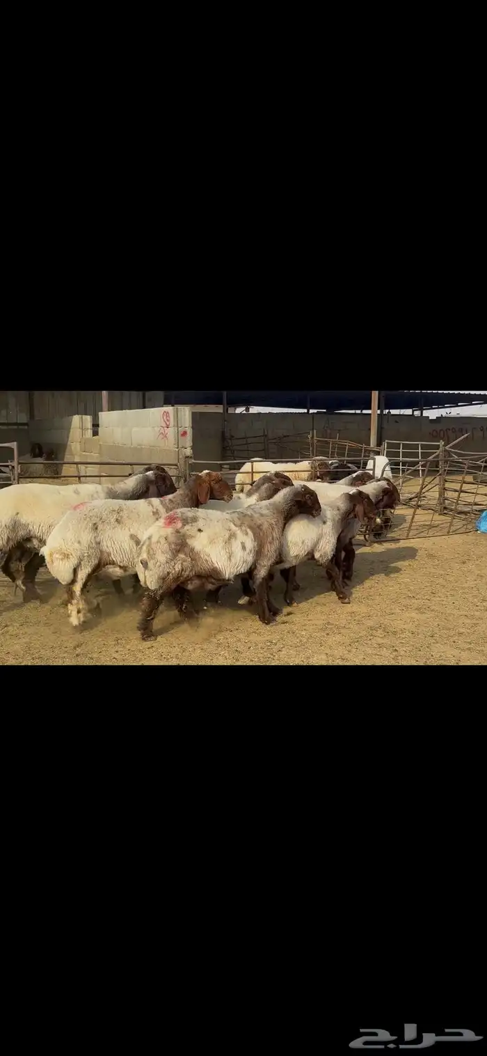 غنم نعيم خصم الخصم . 13