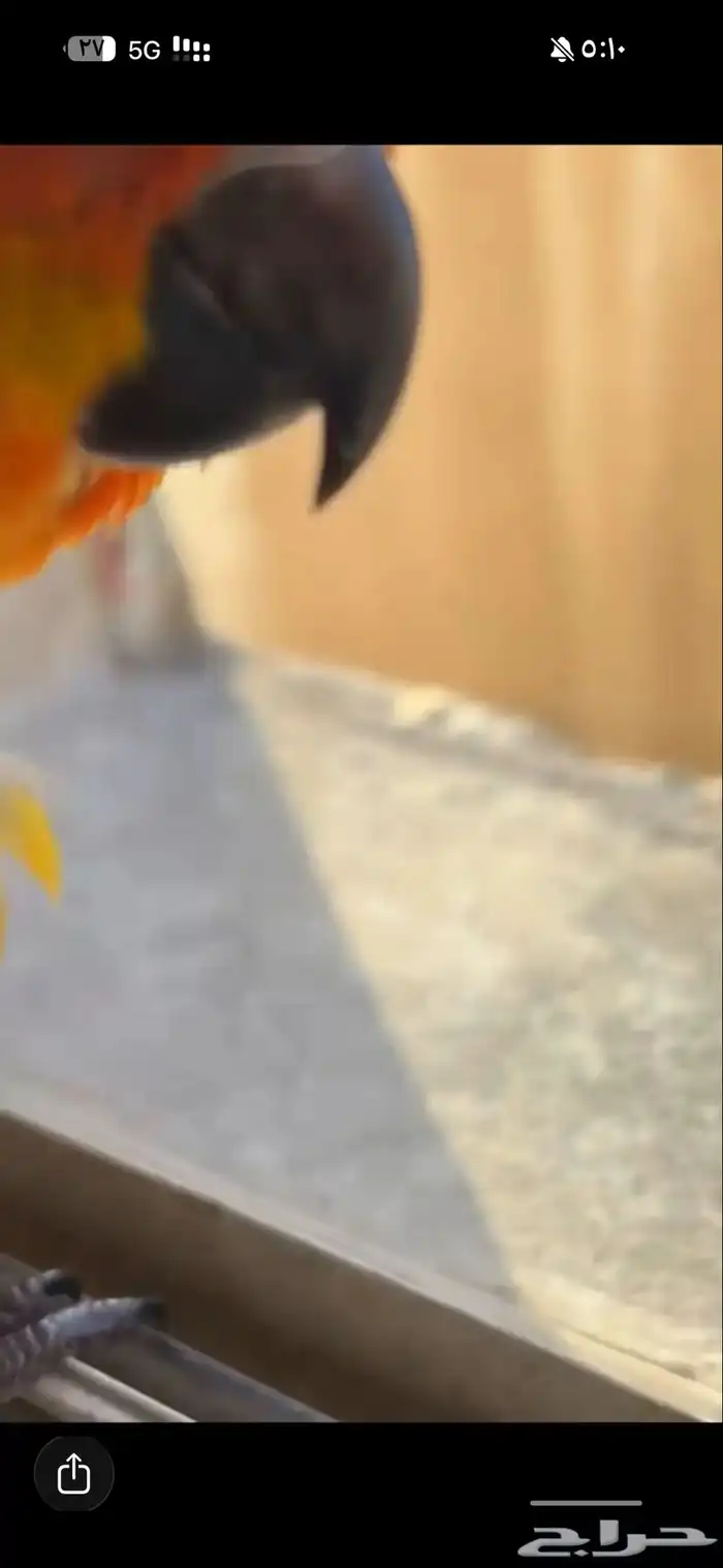 فرخ صن كنيور 0