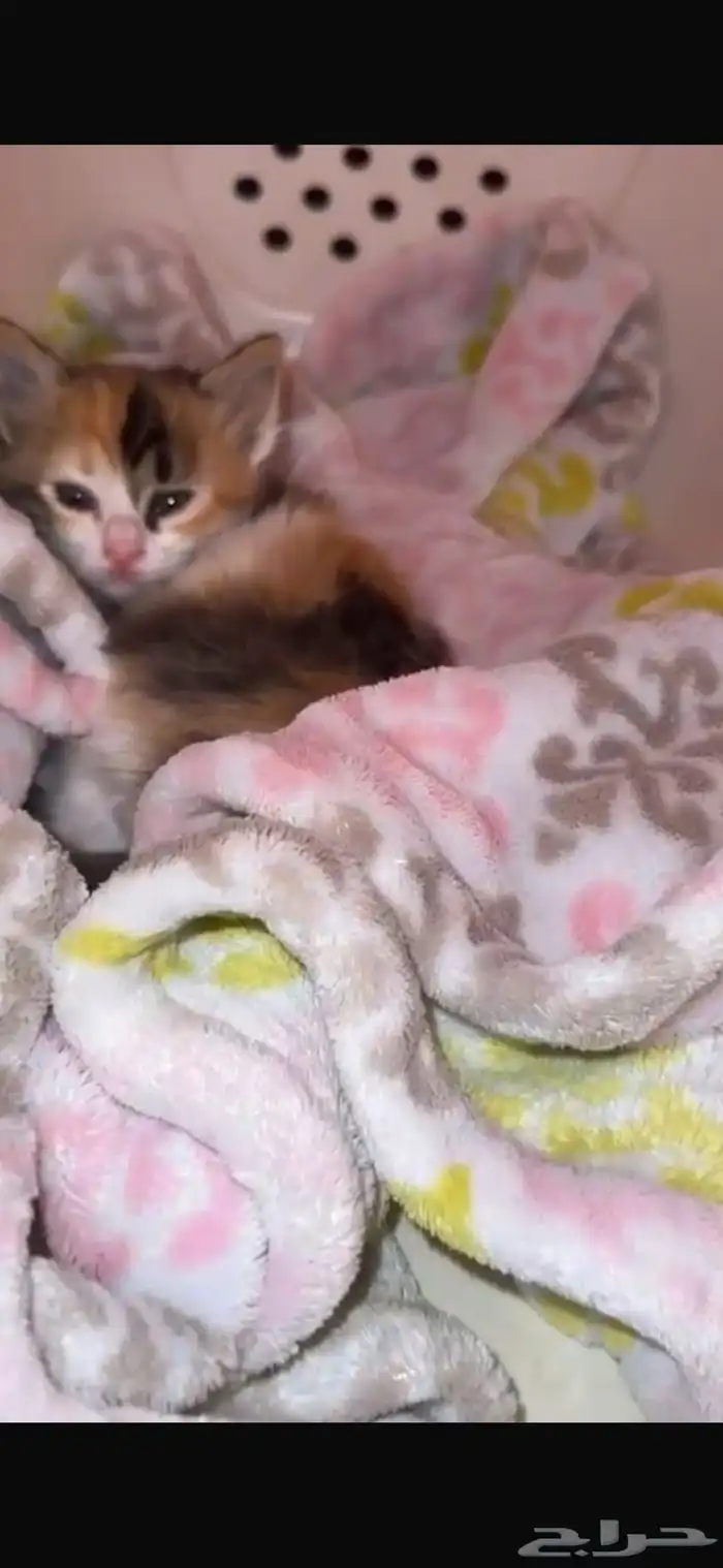 قطه كتن لتبني 0