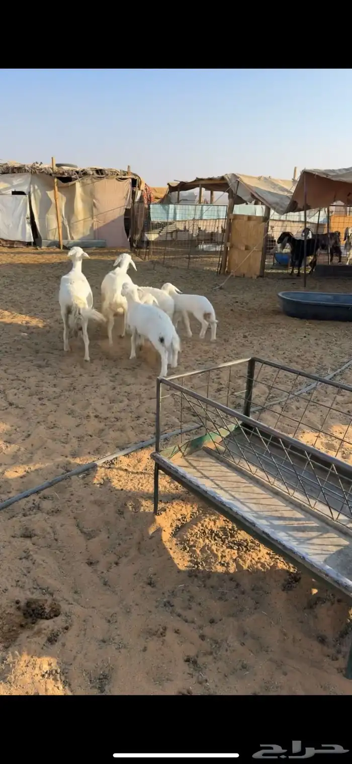 للبيع شاتين تحتها 4 3