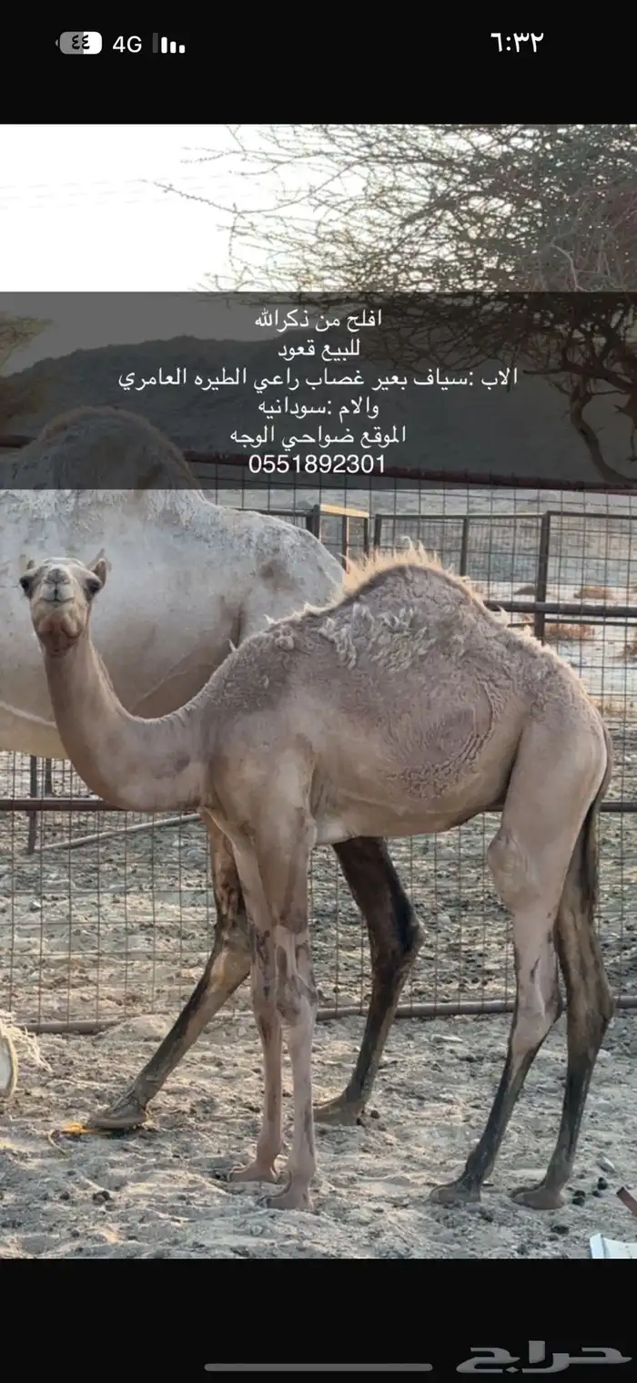 قعود سلاله 0