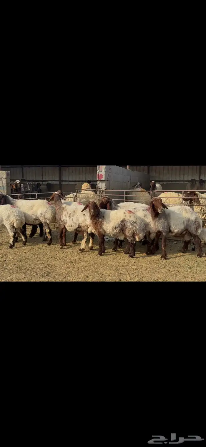 غنم نعيم خصم الخصم . 7