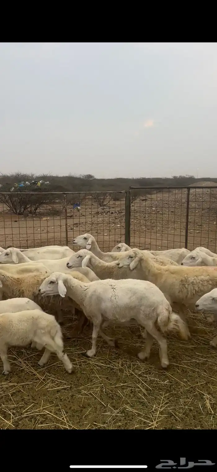 ضان ولد ودفيع ومضاريع 3