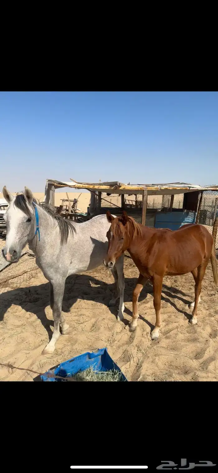 خيل عربي واهو 5