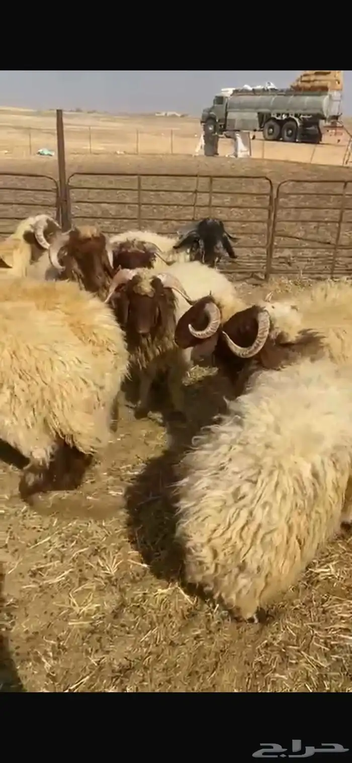 خرفان نعيم 1