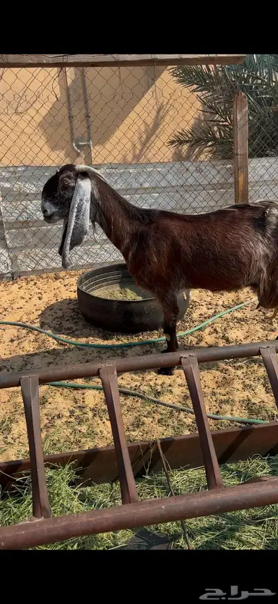 عنز مشروكه 0