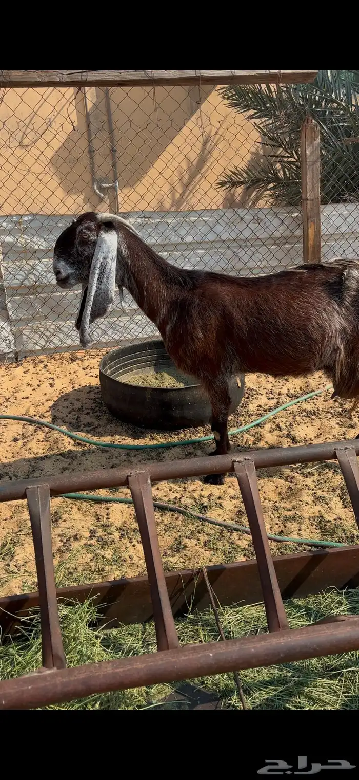 عنز مشروكه 0