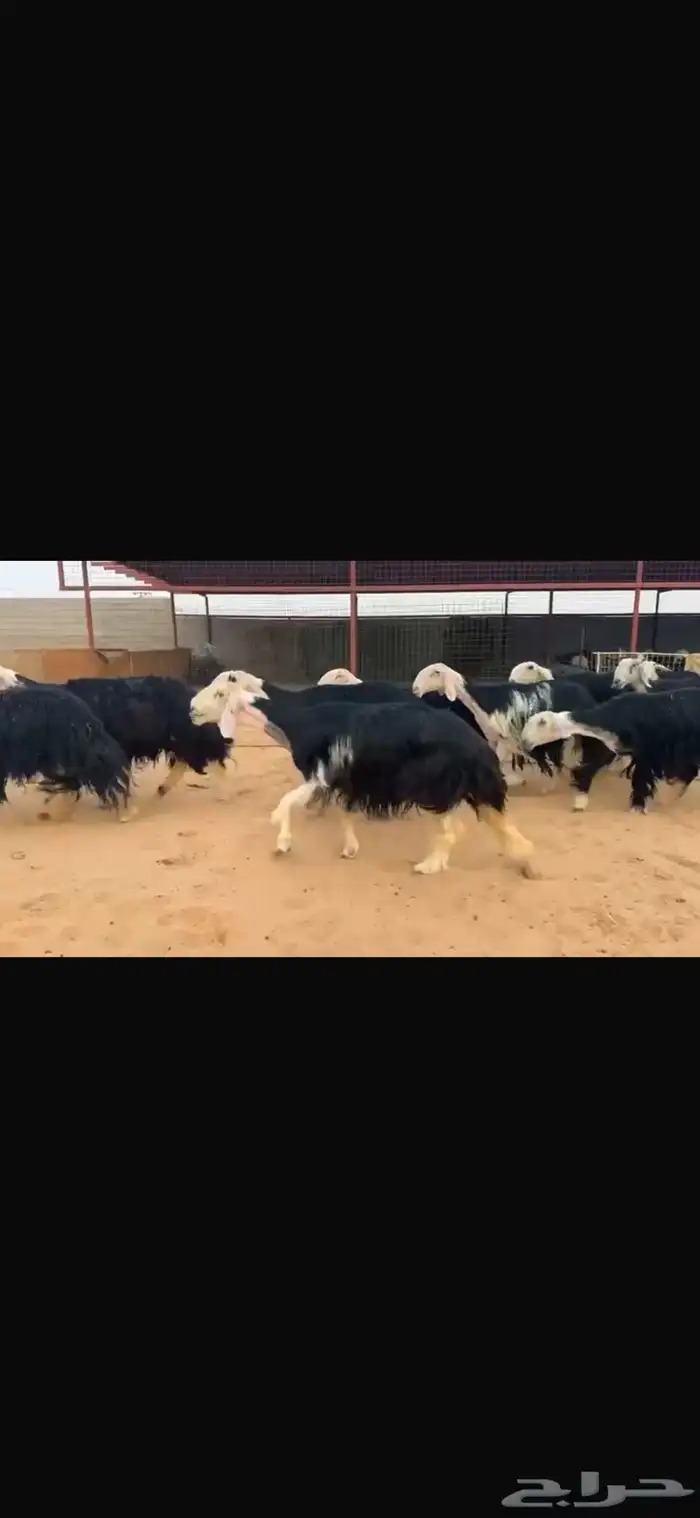 عرض نجد مواليد 11تحتها 11 1