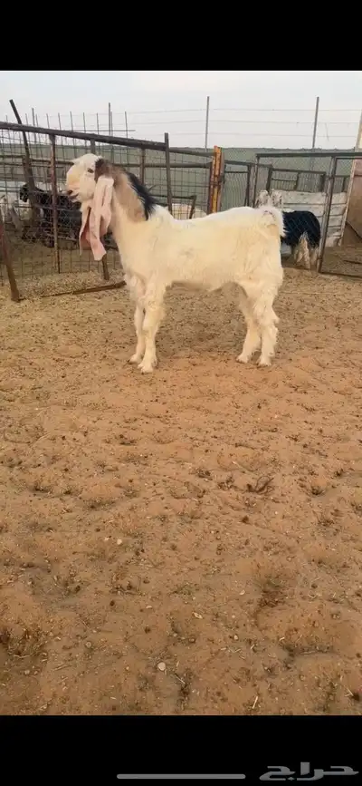 تيس مشروع فحل نادررر index