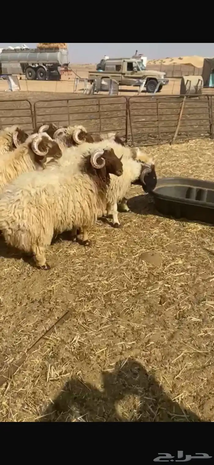 خرفان نعيم 2