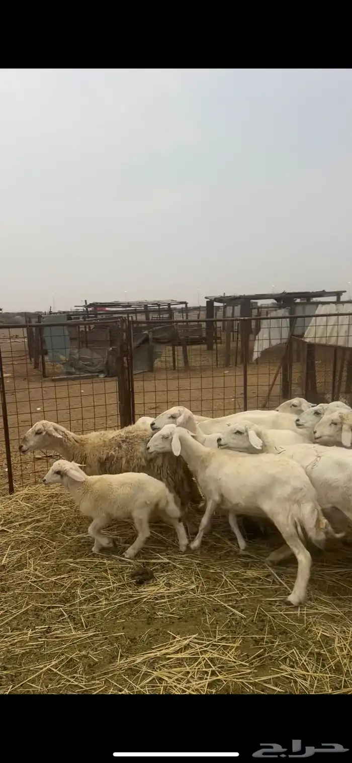 ضان ولد ودفيع ومضاريع 2