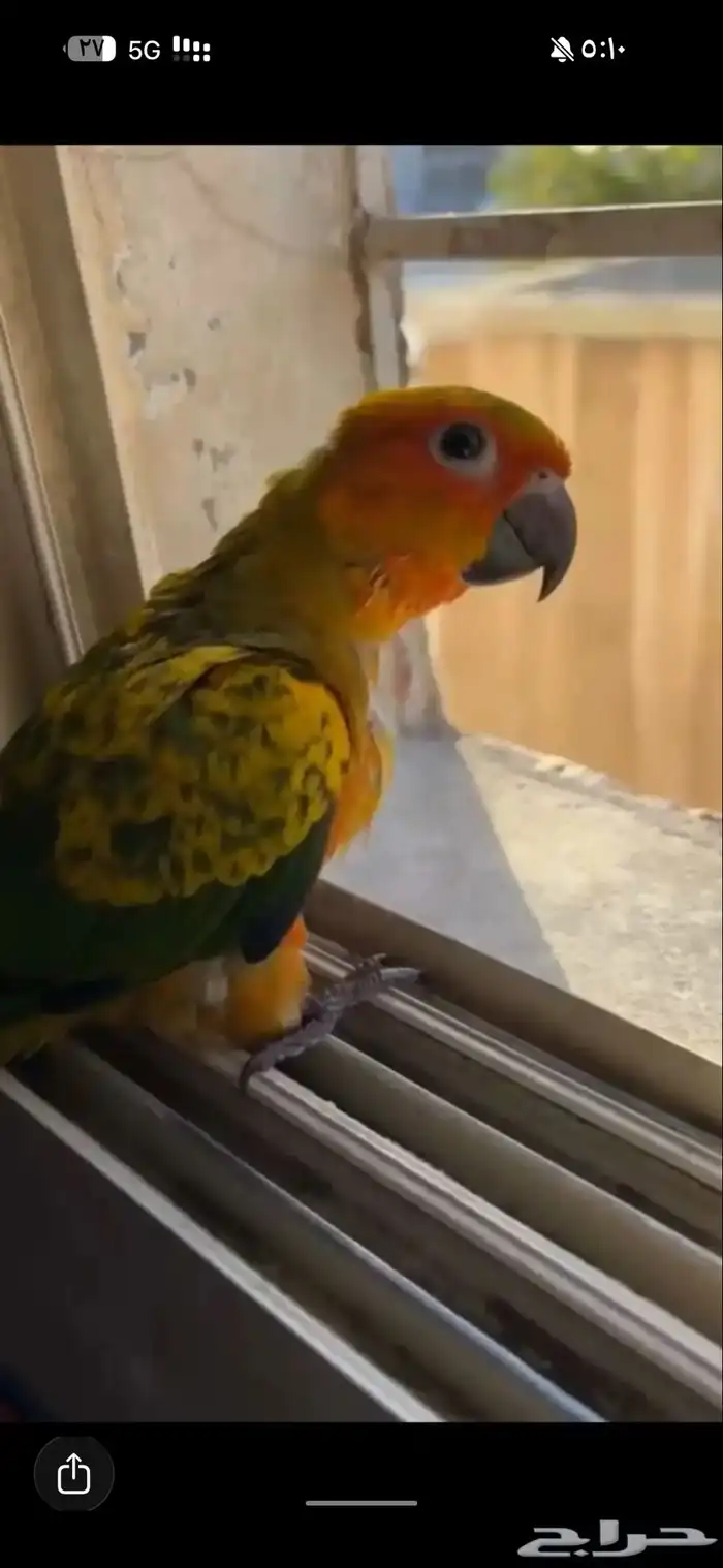 فرخ صن كنيور 1