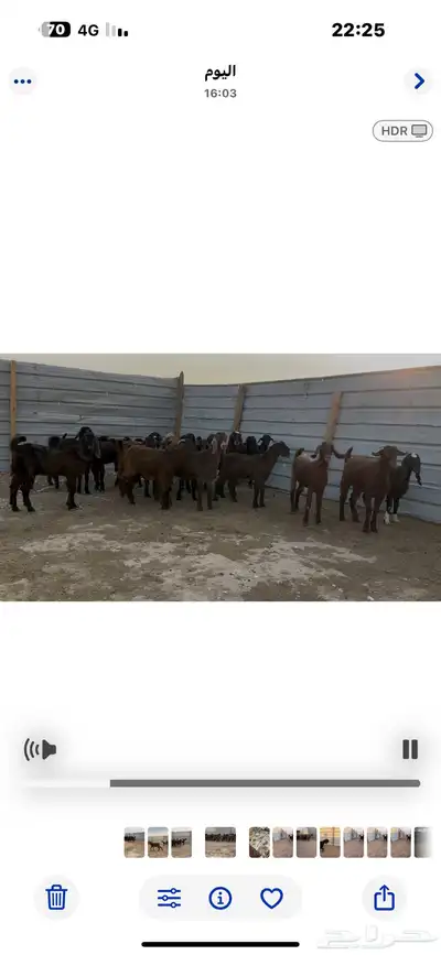 جفار قبرصيه وهجين قبرصي .جمله ومفرق 0