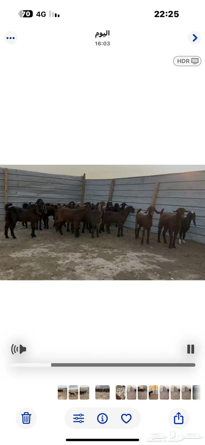 جفار قبرصيه وهجين قبرصي .جمله ومفرق 0