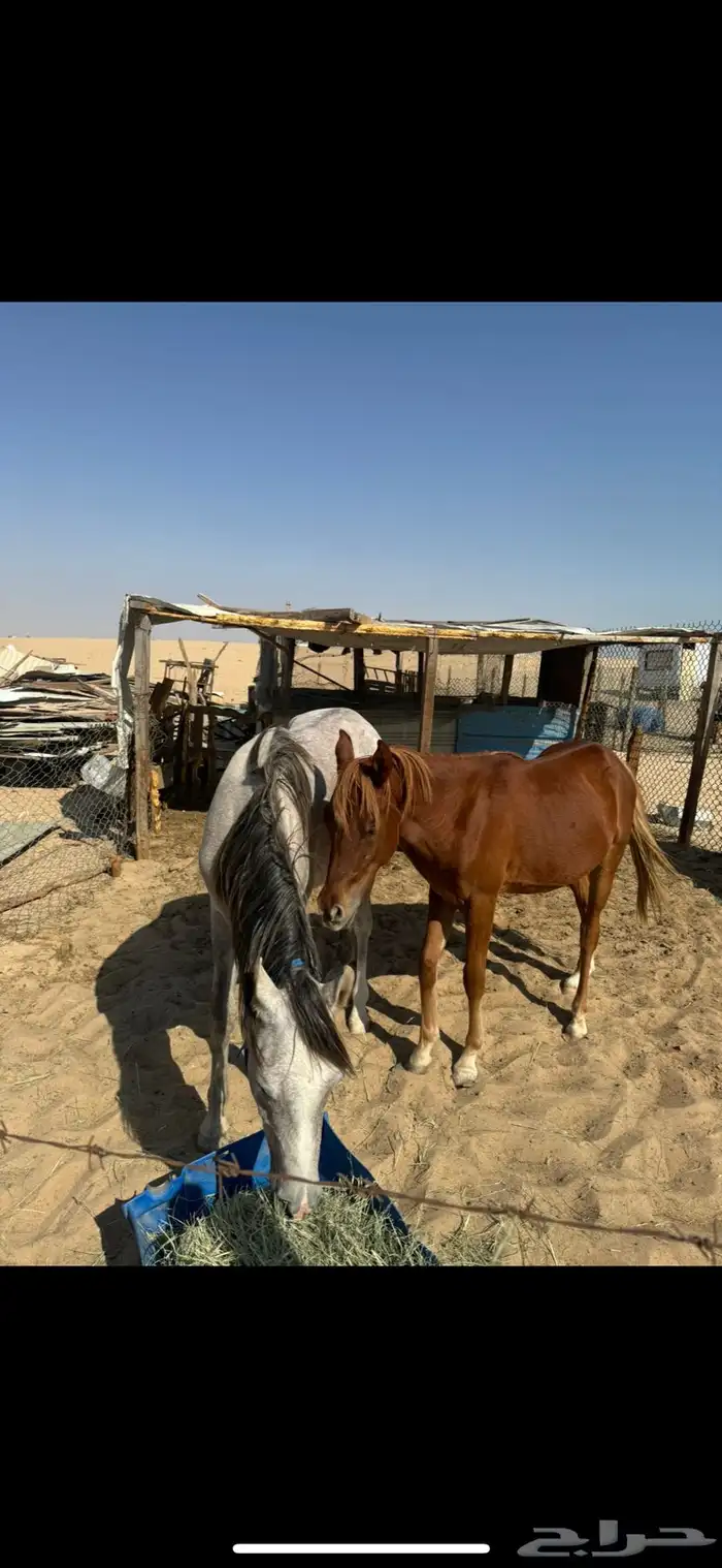 خيل عربي واهو 0