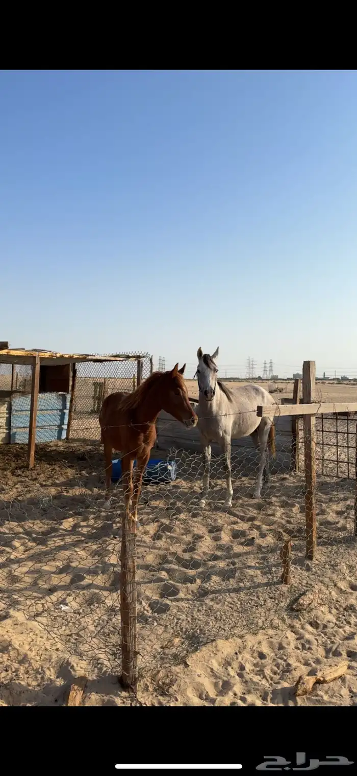 خيل عربي واهو 3