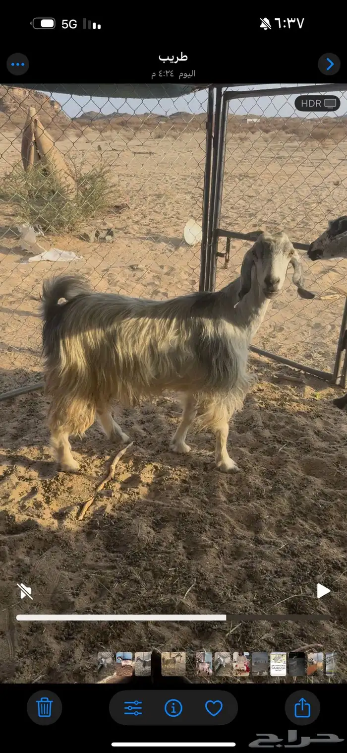 للبيع عنزين فل صبه 1