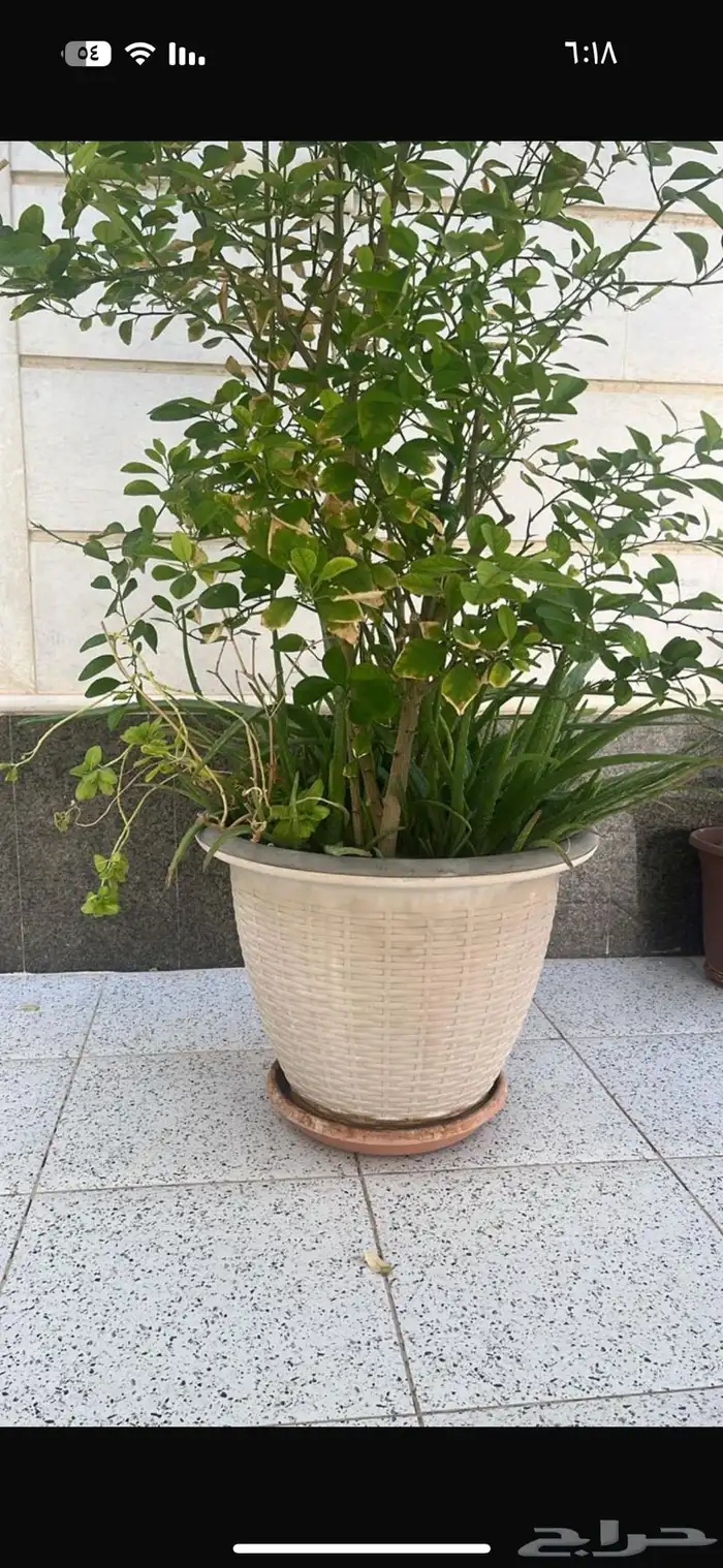 شتلة ليمون مع مركن فاخر 0