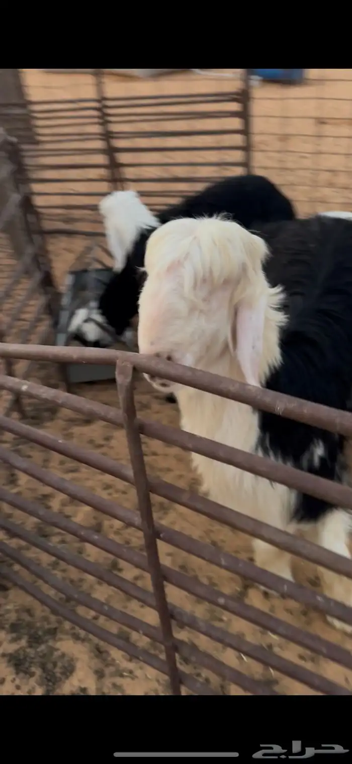 خروف نجدي مشروع فحل او ذبيحه فل الفل 1