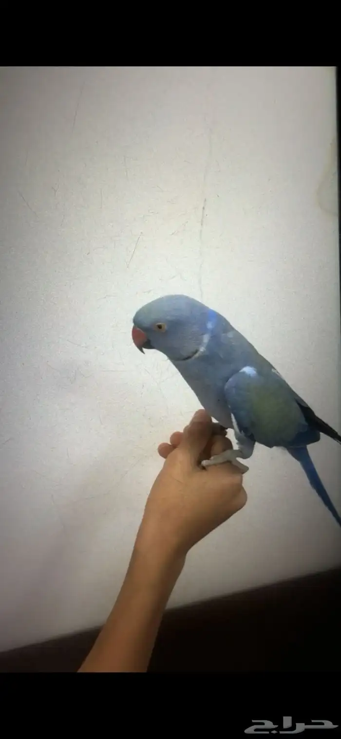 دره هولندي 2