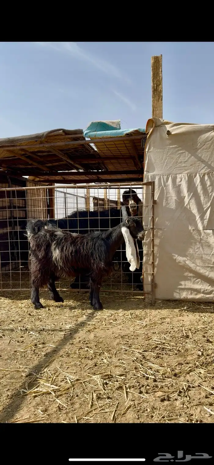 جفره عارضيه خصم لاهل العوارض ومدوره الزين 3