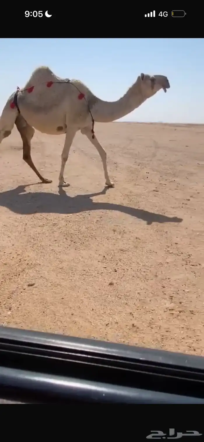 ناقة موطي للبيع 0