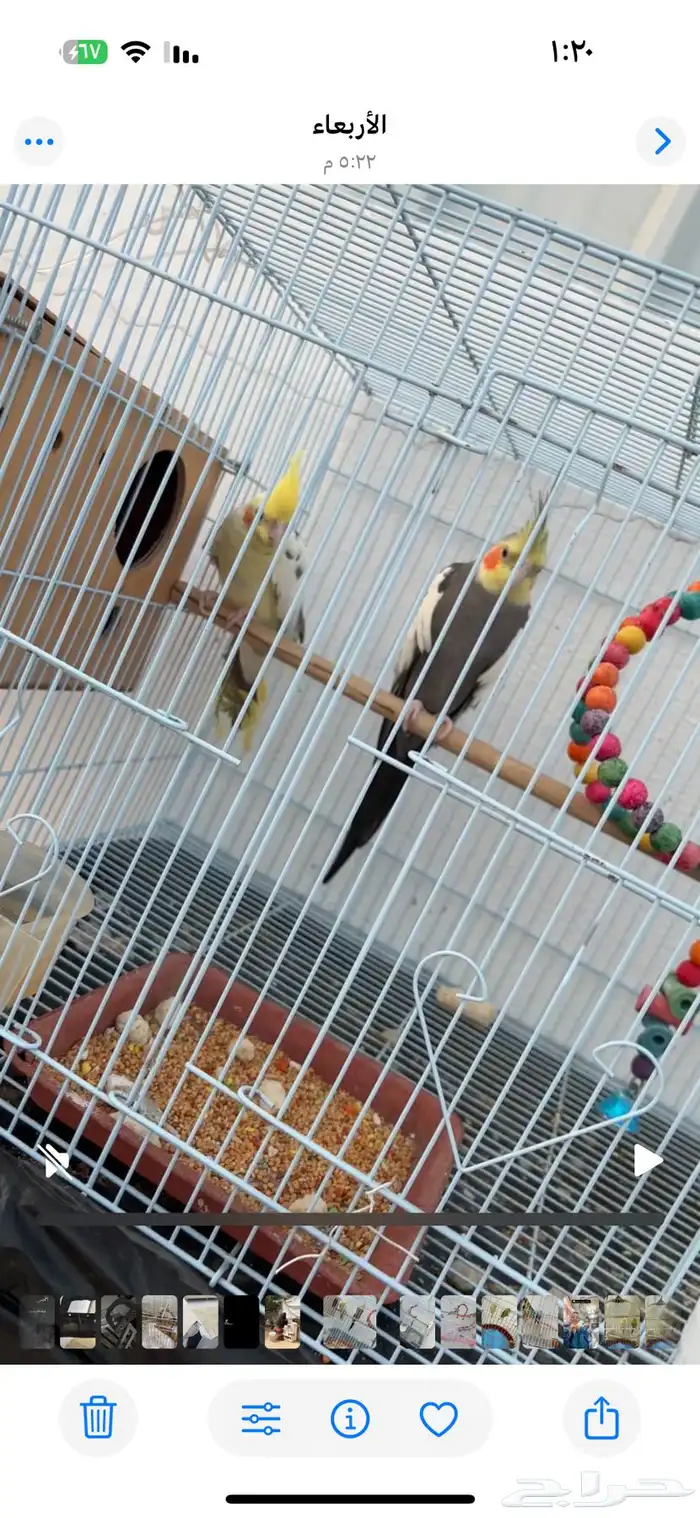 زوج كروان تركيب جديد البيع مستعجل 1