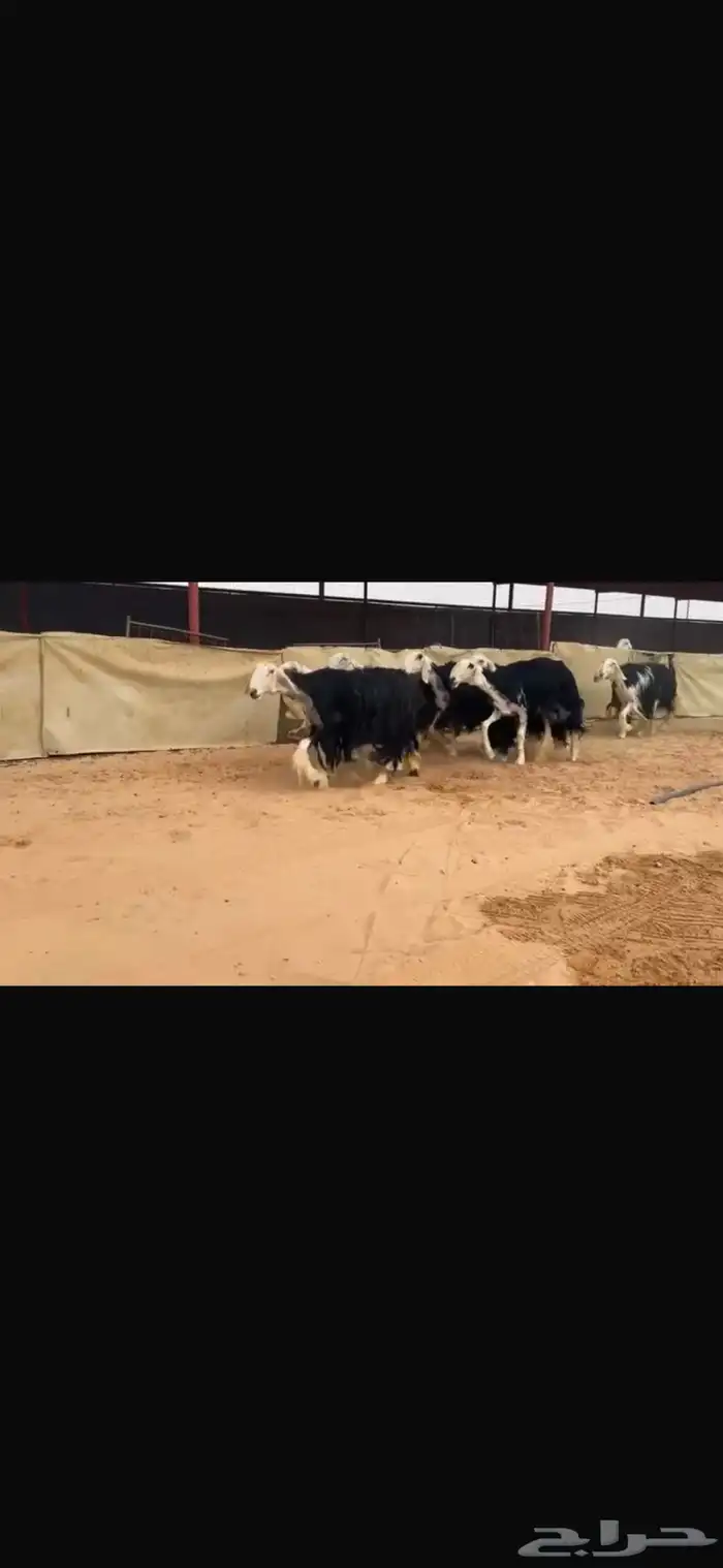 عرض نجد مواليد 11تحتها 11 8