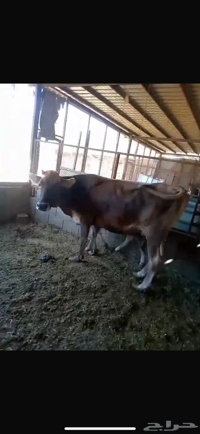 3 بقرات وثور 3