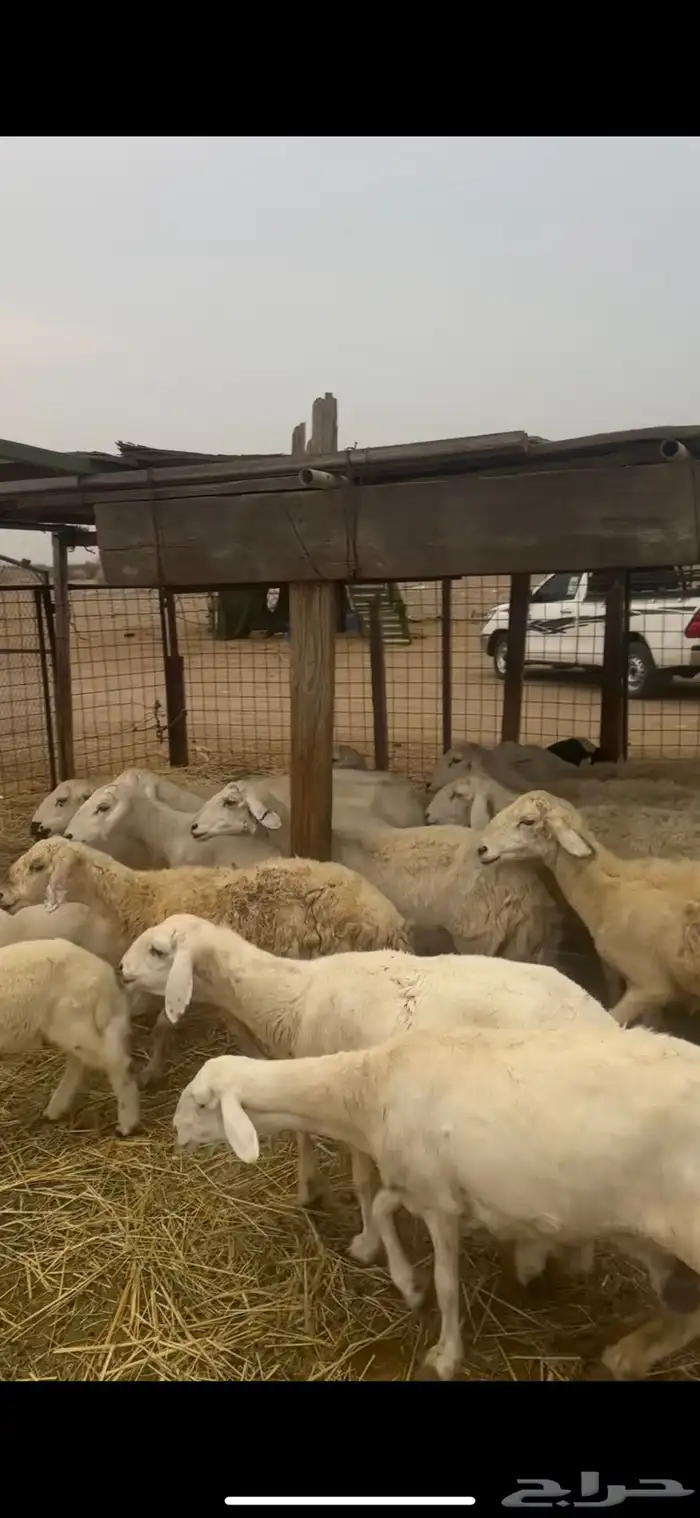 ضان ولد ودفيع ومضاريع 1