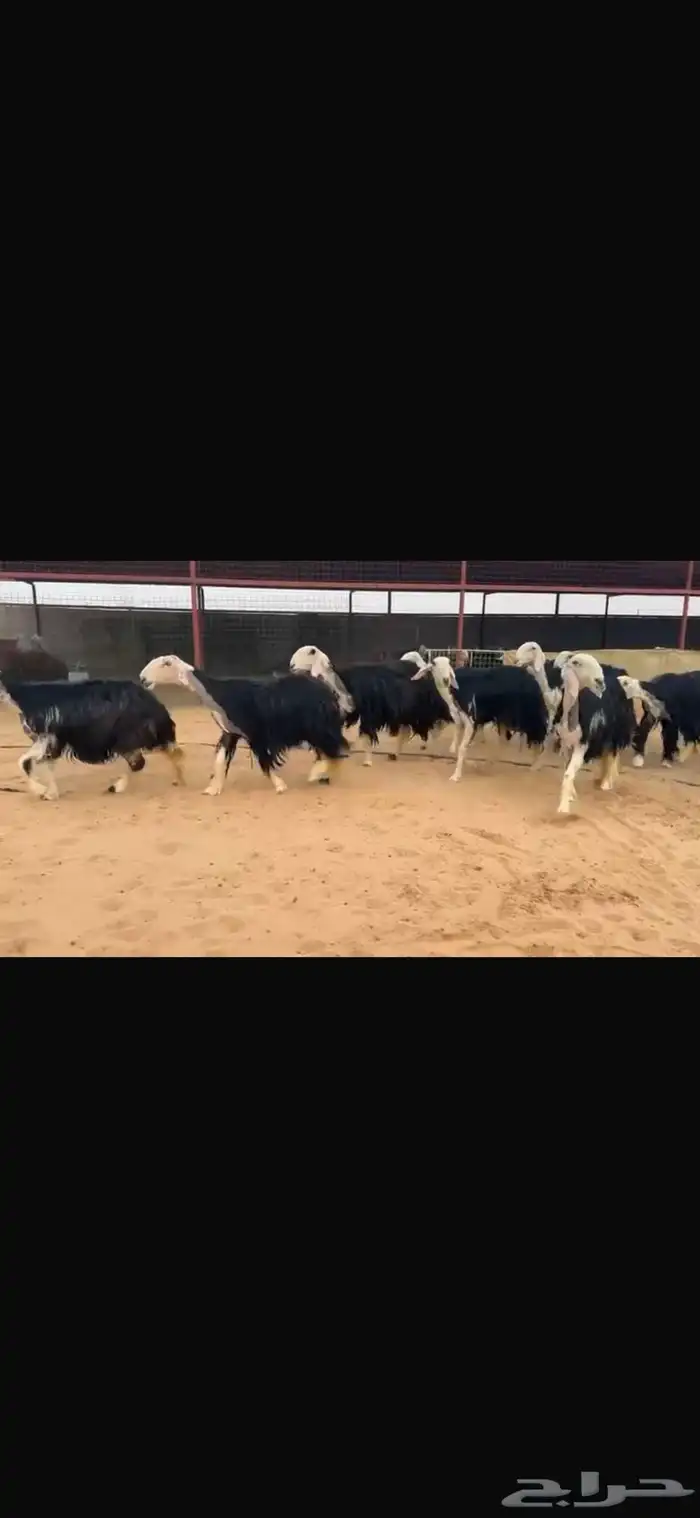 عرض نجد مواليد 11تحتها 11 3