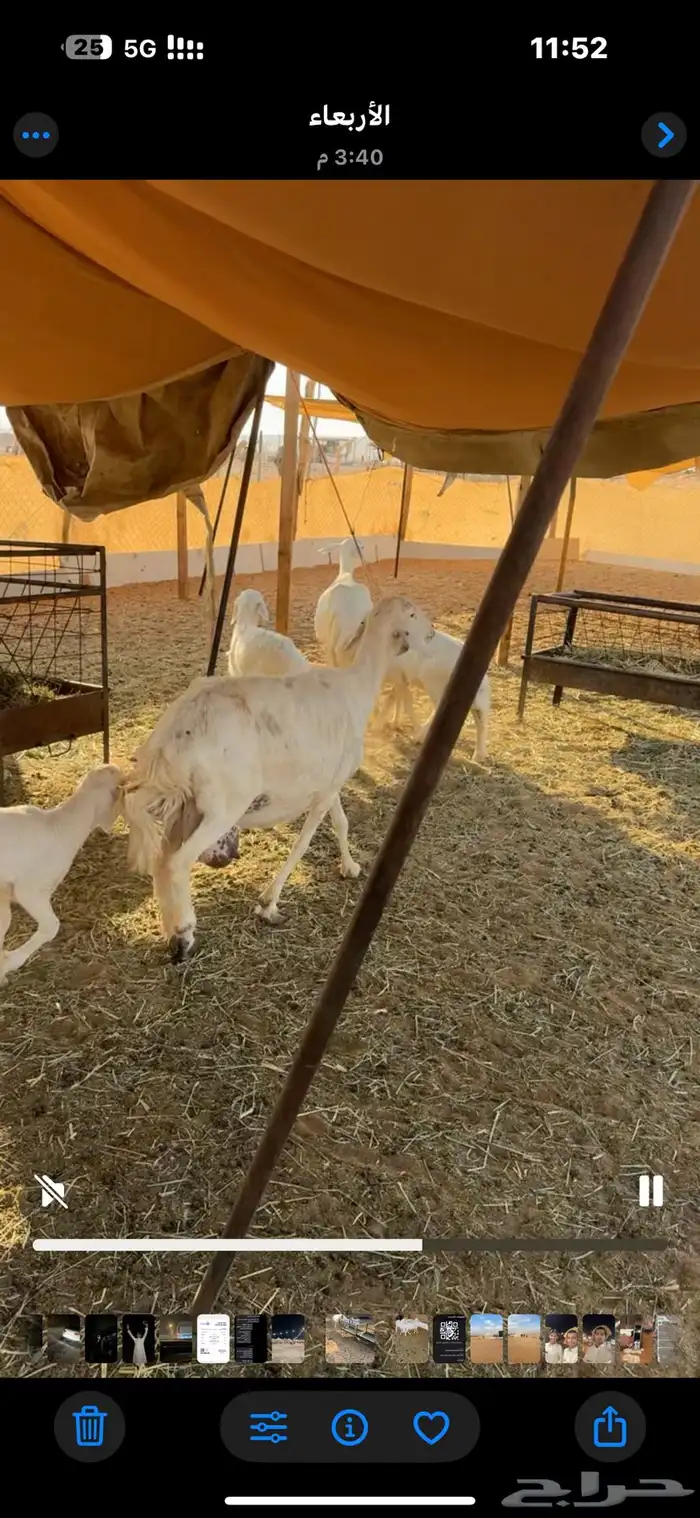 للبيع شاتين تحتها 4 1