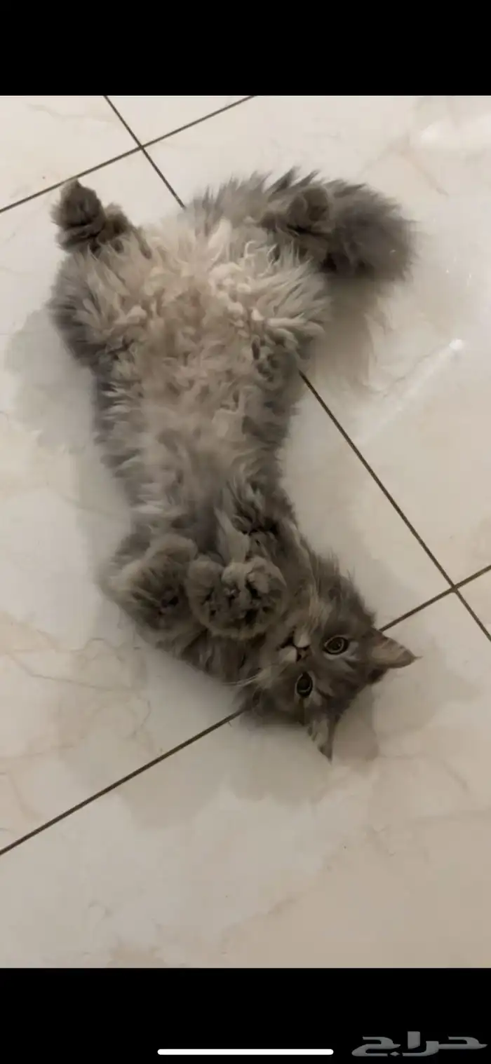 قط مفقود 1