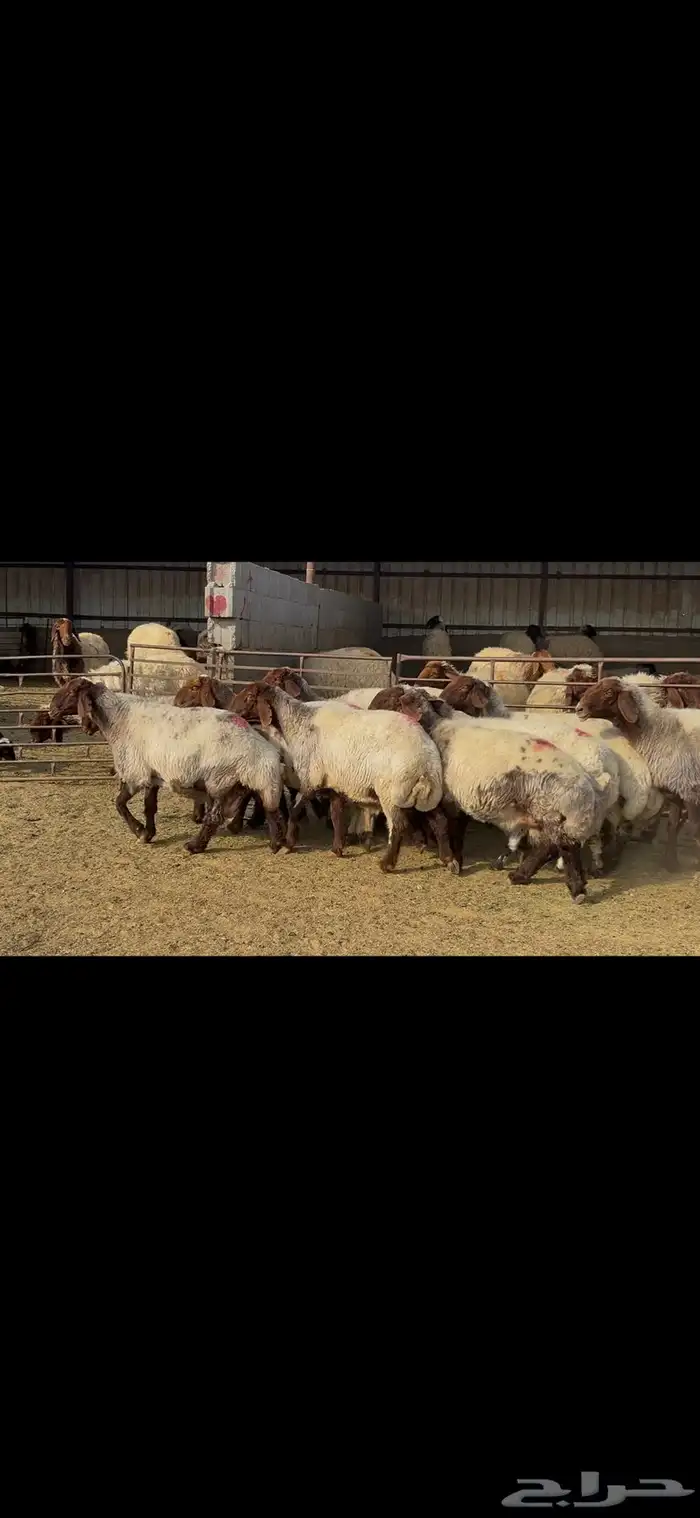 غنم نعيم خصم الخصم . 16