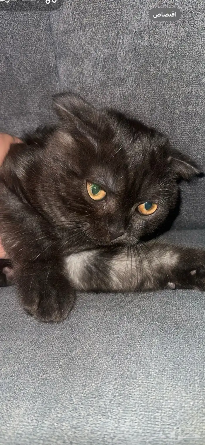 قط ذكر للتبني 0