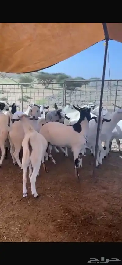 تيوس بلدي index