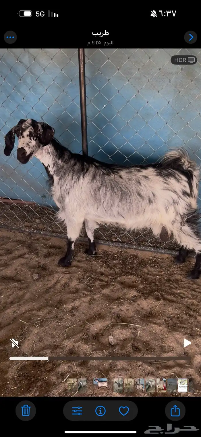 للبيع عنزين فل صبه 0