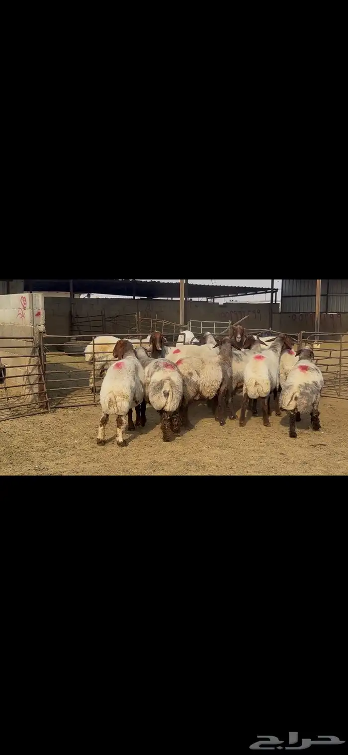 غنم نعيم خصم الخصم . 3
