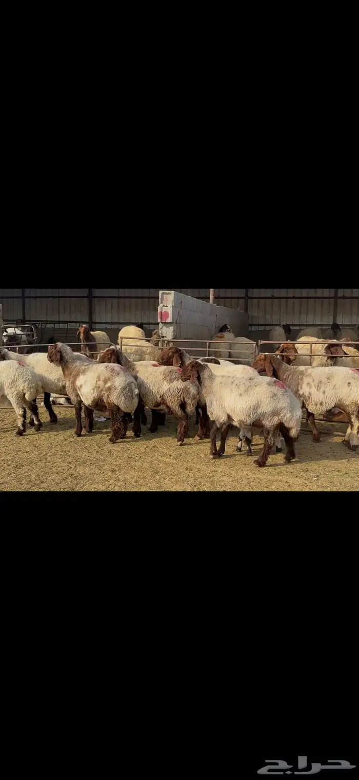 غنم نعيم خصم الخصم . 10