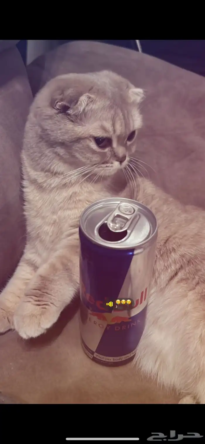 قطه سكوتش طالبة تزاوج 0