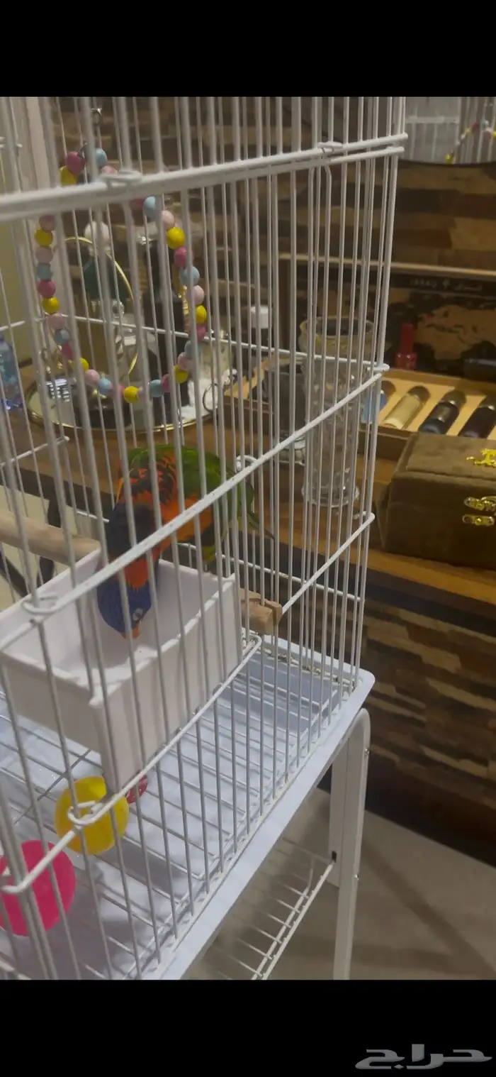 ببغاء لوري مصفوط 0