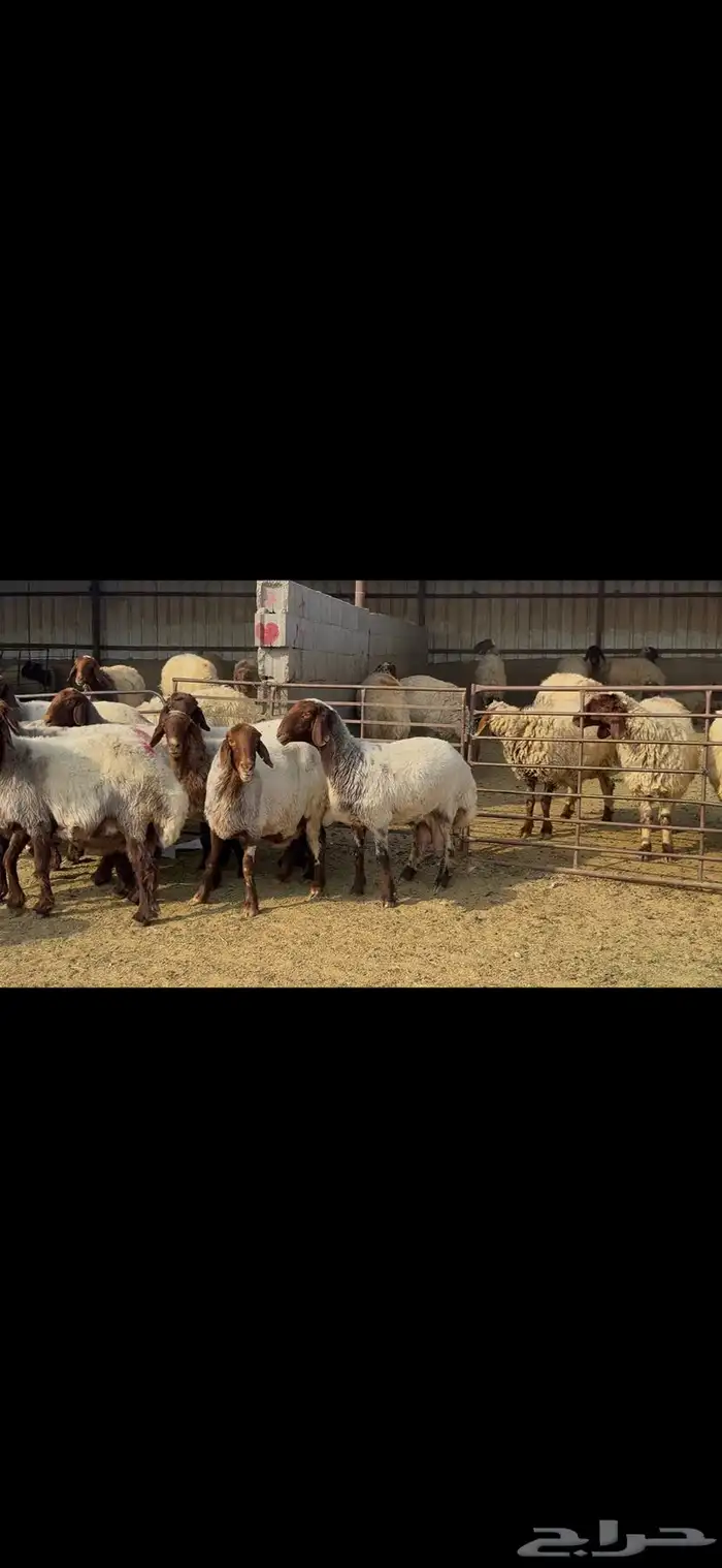 غنم نعيم خصم الخصم . 12