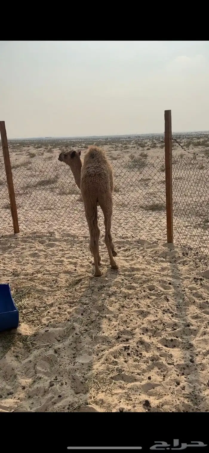 حاشي اشعل للبيع 1