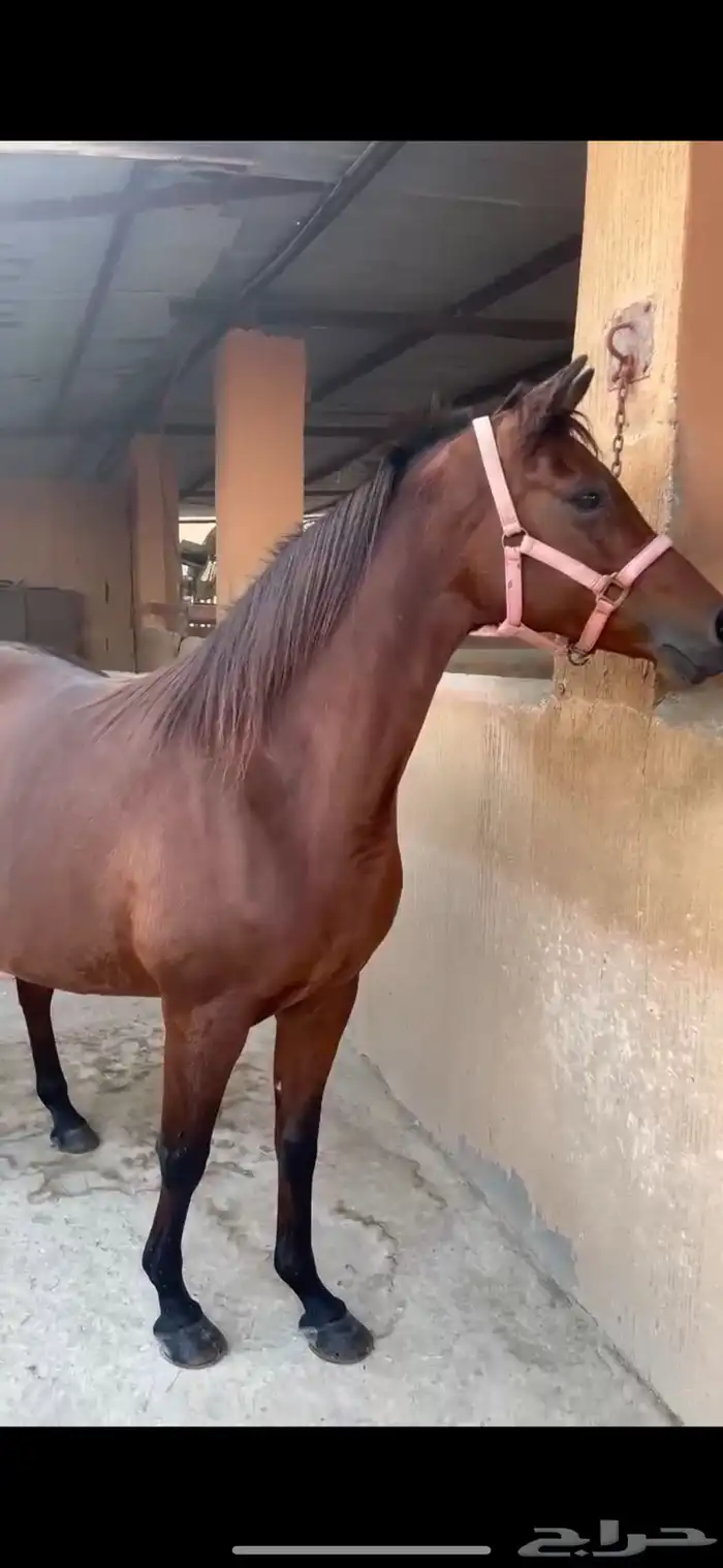 فرس بولندية 2