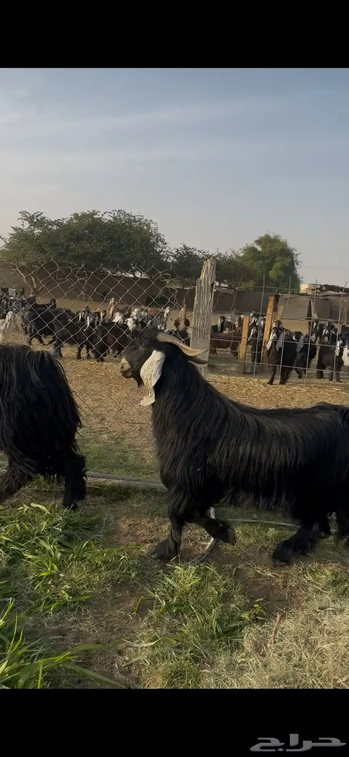 تيس عارضي وتيس حبشي صنف الصنف 2